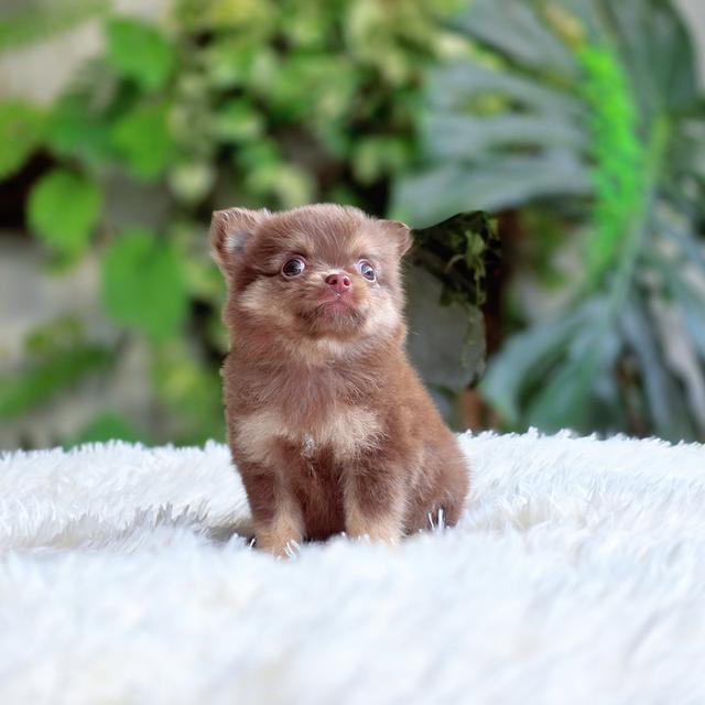 Chihuahuaสีช็อคเพศผู้ 4