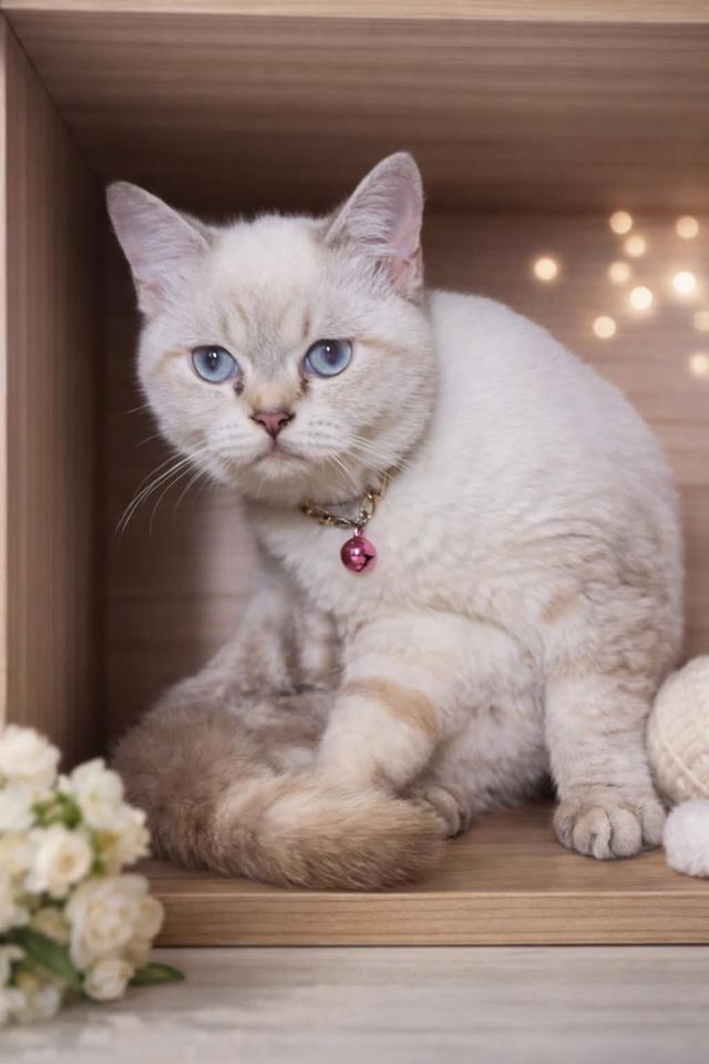 แมวน้อยน่ารัก กำลังน่ารักเลย