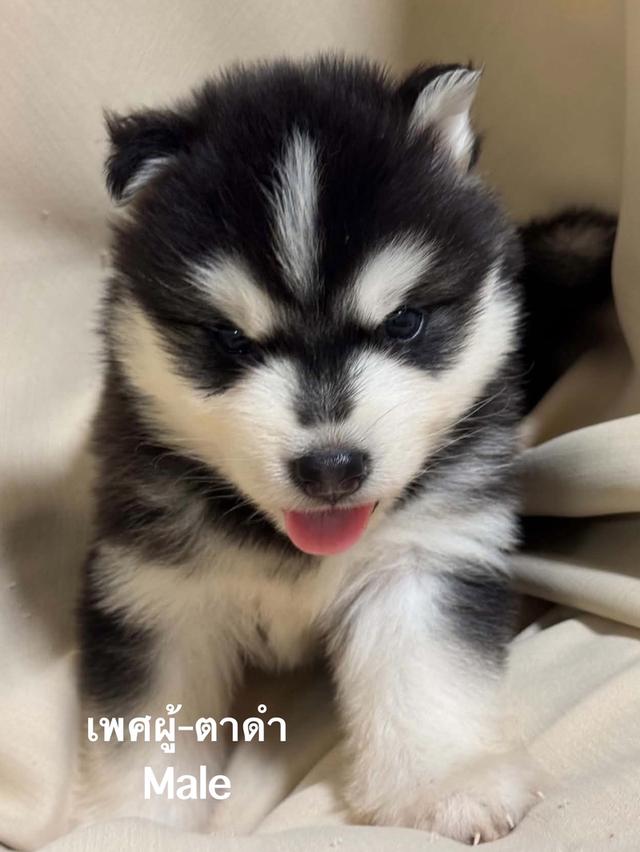 ลูกสุนัขไซบีเรียนฮัสกี้