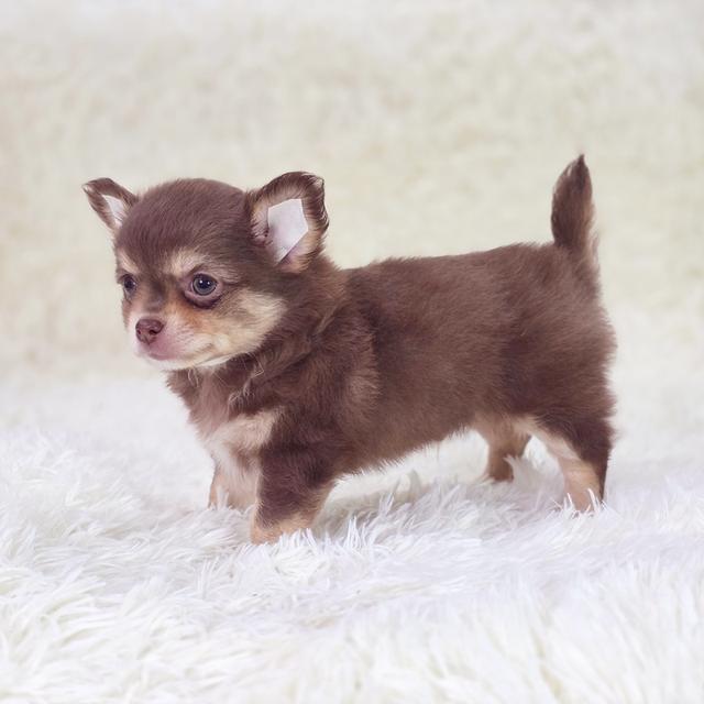 ชิวาวาขนยาวเพศผู้สีช็อคมาร์คไซฟอร์มดีหล่อเท่ห์ 3