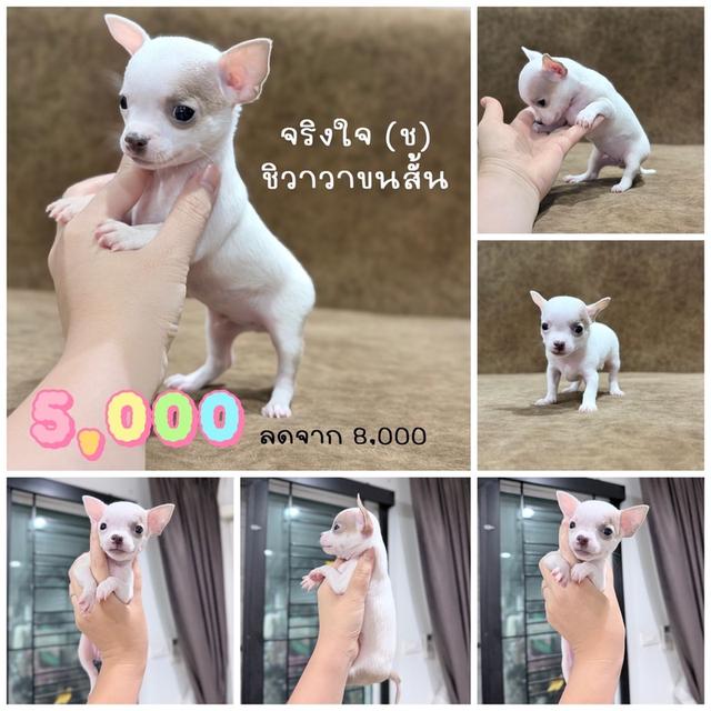ชิวาวาแท้ขนสั้น พร้อมย้ายบ้าน