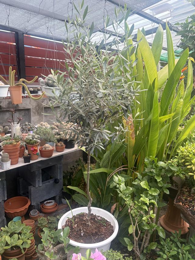 มะกอกโอลีฟสายพันธยุโรป