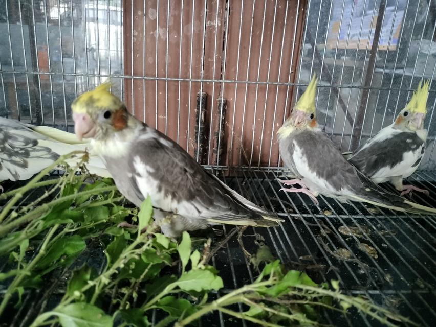 ลูกป้อน 5