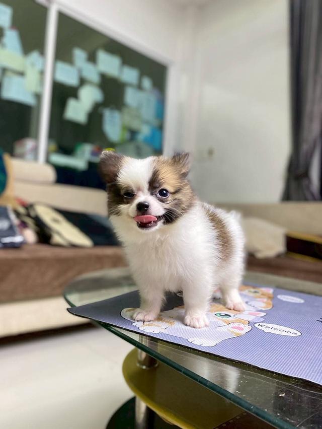 ปอมชิ เพศชาย ไซส์เล็ก น่ารักมาก รูปที่ 2