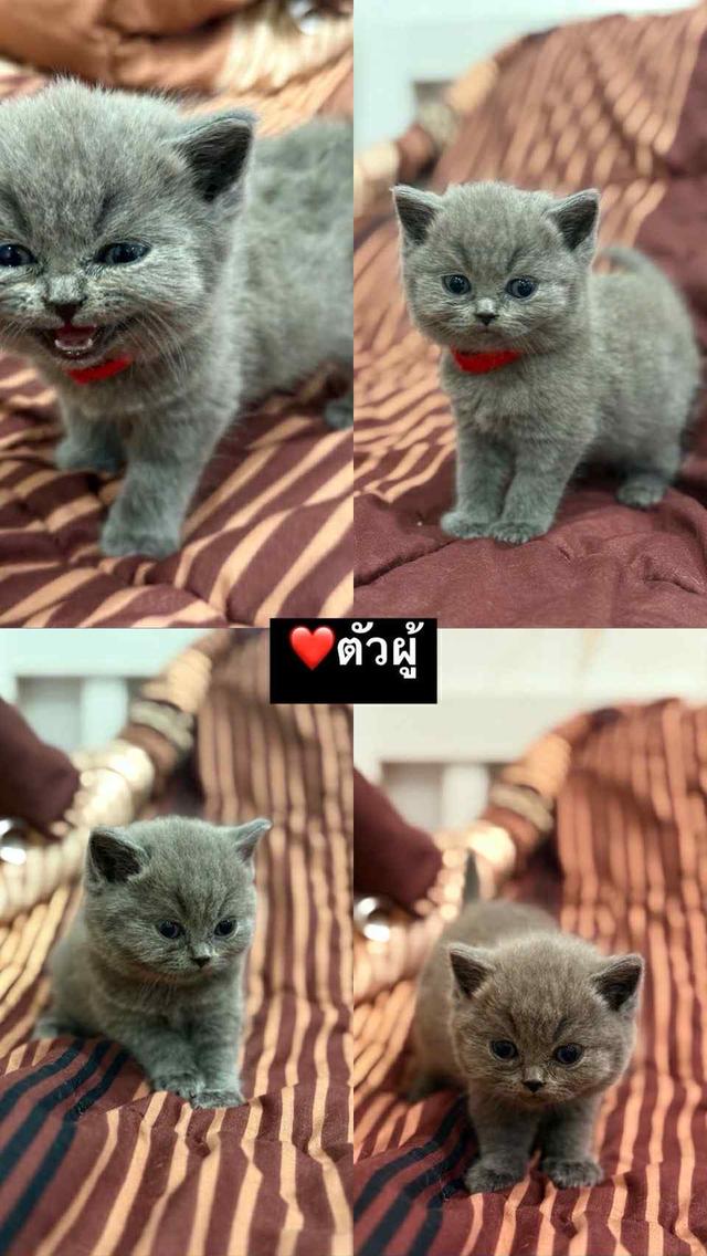 บริติช ช็อตแฮร์ สีบลู 2