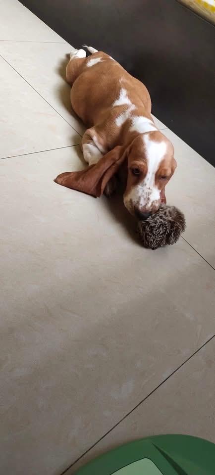 ลูกสุนัข Basset Hound หาบ้าน 4