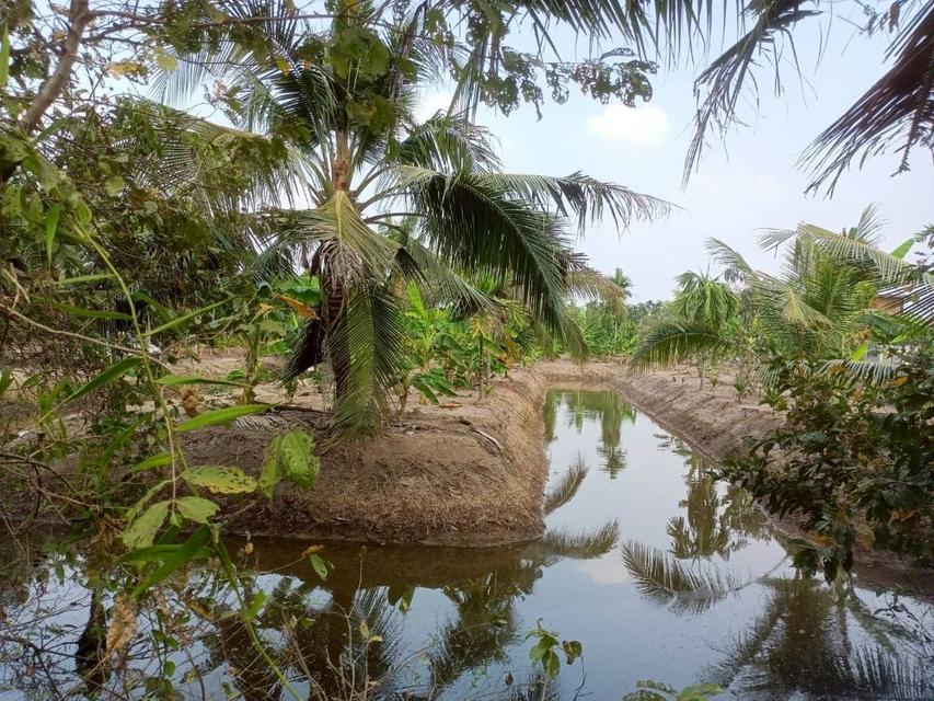ขายที่ดินเปล่า 4 ไร่ 27 ตร.วา ติดคลอง บรรยากาศดี เหมาะสร้างบ้านสวน ทำเกษตร ต.บางไผ่ อ.เมือง จ.ฉะเชิงเทรา 7