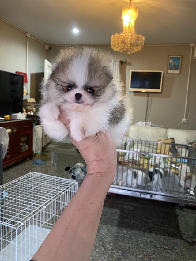 mini product image 3