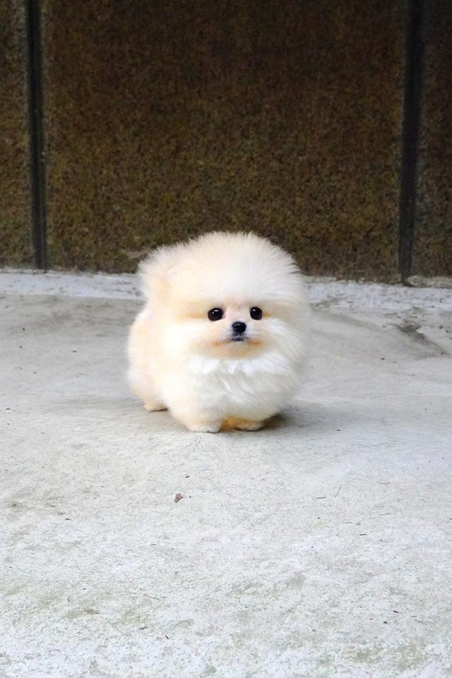 ขาย Pomeranian สีครีม เพศผู้ หน้าหมี ขนแน่น น่ารักมาก นำเข้าจากเกาหลี เกรดพรีเมียม รูปที่ 4