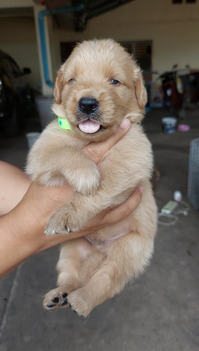 ลูกสุนัข โกลเด้น เพศชาย