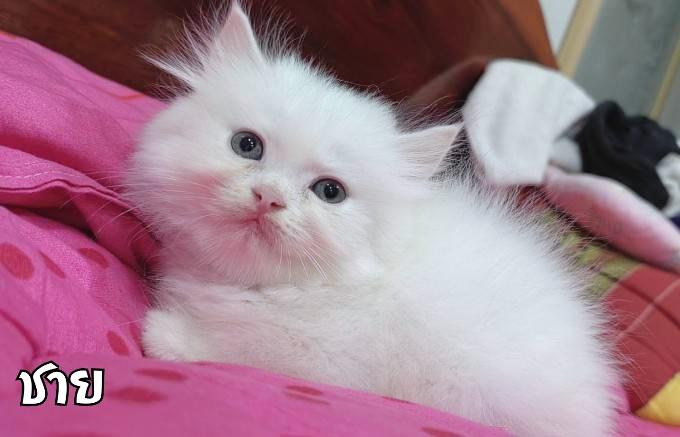ขายลูกแมวเปอร์เซียน่ารัก ผู้ชาย ผู้หญิง พระรามสอง เทียนทะเล รูปที่ 2