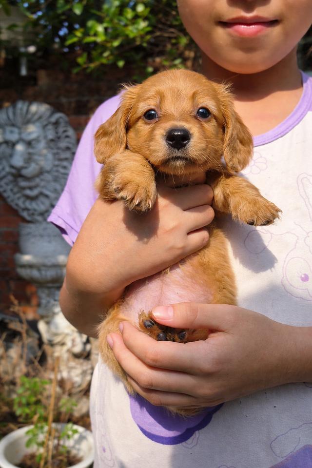 ดัชชุนขนยาวเพศผู้และเมียสีครีมและน้ำตาลครีม