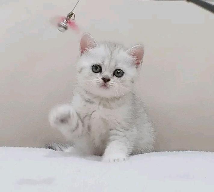 แมวสก็อตติชโฟลด์ สีขาววว 2