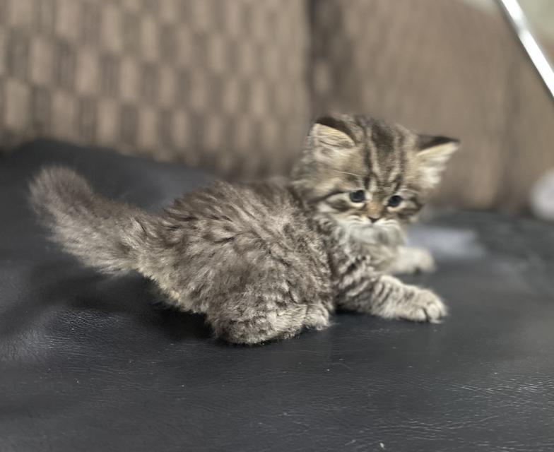 แมวเสือ(หญิง)เกิด 19/9/68