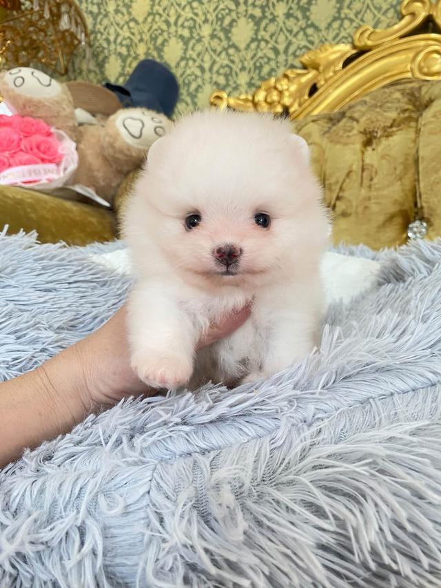 สอบถามได้นะคะ ลูกปอมแท้ มาดูตัวจริงได้ค่ะ
