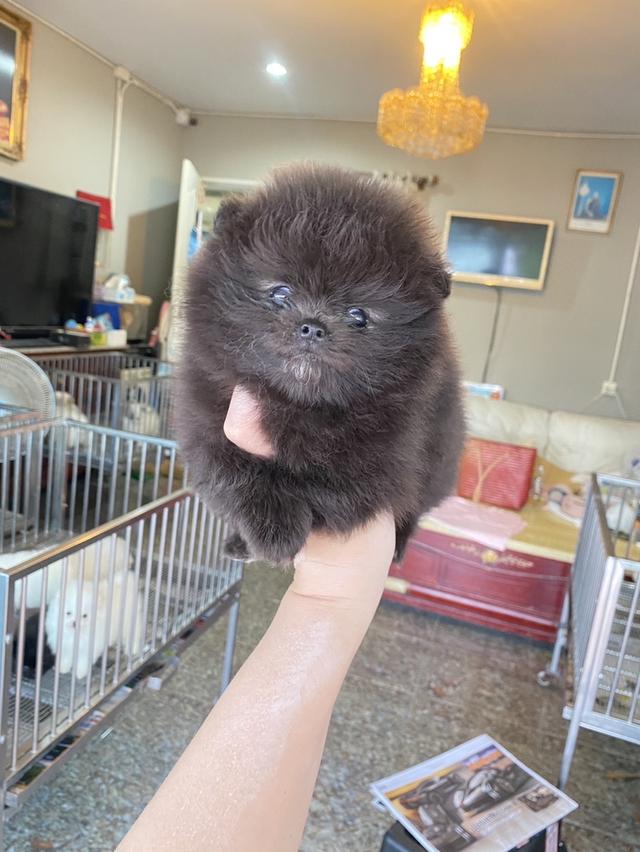 ลูกปอมเมอเรเนียนแท้  7