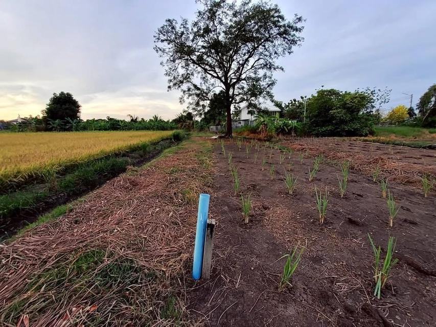 ขายด่วนทีดินติดถนนเลียบคลองห้า 368 ตารางวา ติดถนนคอนกรีตสาธารณะ อ.คลองหลวง จ.ปทุมธานี 3