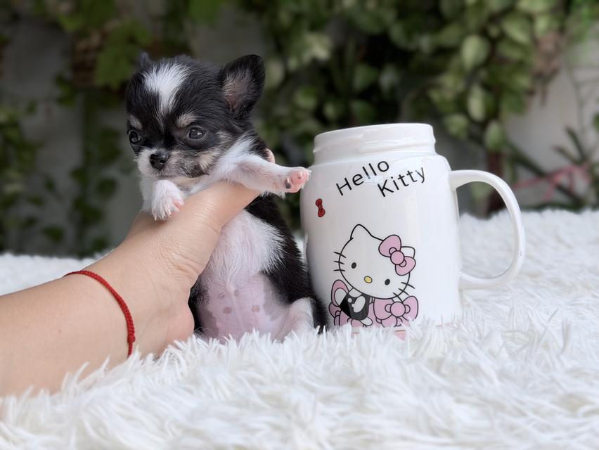 ชิวาวาแท้ เพศเมีย ตัวจิ๋ว พร้อมย้ายบ้าน รูปย่อยที่ 2