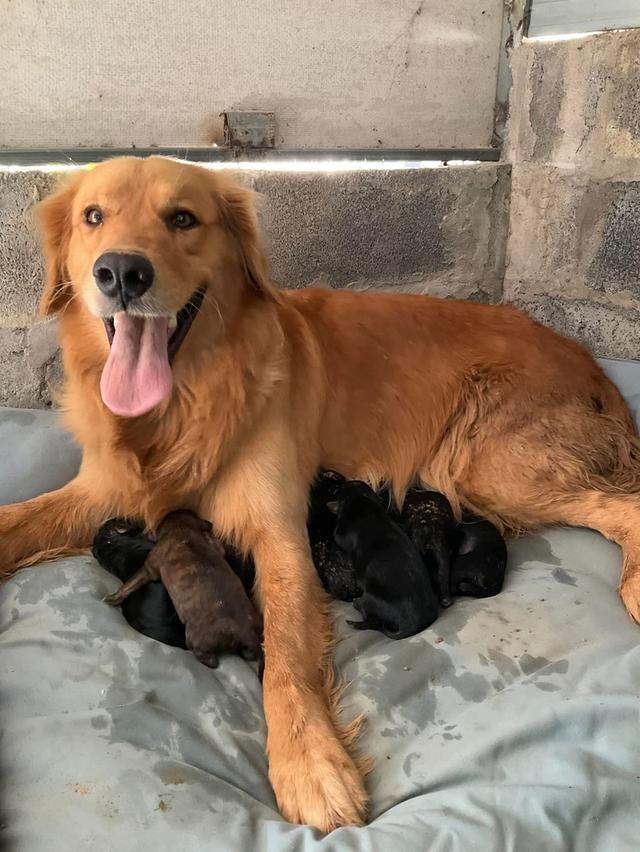 ลูกสุนัข Black Golden Retriever หาผู้ปกครอง 3