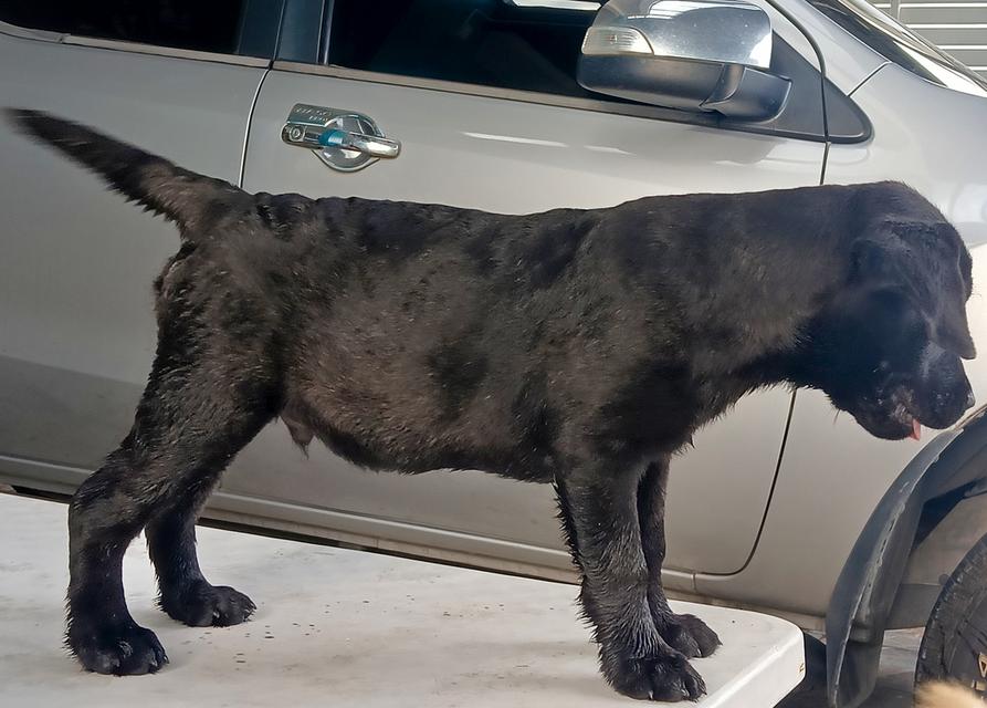 ขายลูกสุนัขพันธ์ลาบราดอ