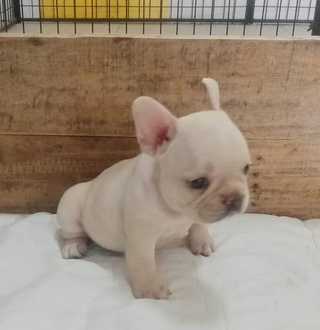 French Bulldog 2