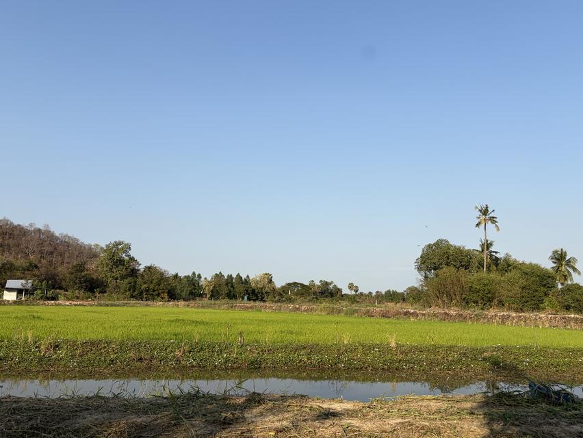 ขายโคกหนองนา 10 ไร่ เหมาะสำหรับเป็นที่พักอาศัย ทำเกษตรพอเพียง 11