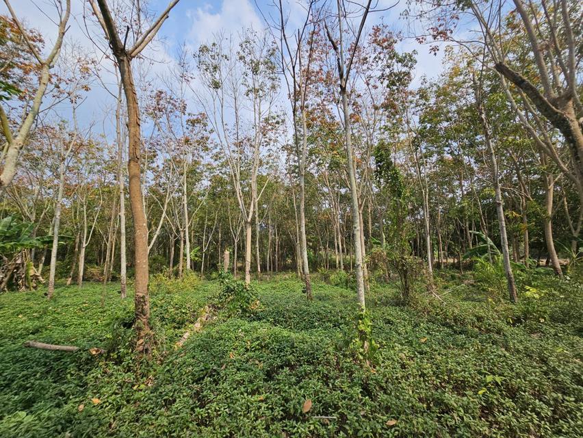 ขายที่ดินสวย 28 ไร่ ใกล้ถนนสุขุมวิท แกลง จ.ระยอง ที่ดินแปลงใหญ่ ทำเลดีมาก 6