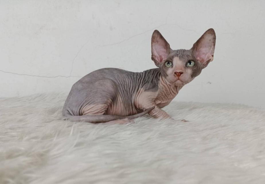 36.แมวสฟิงซ์/เพศผู้ หาบ้าน Sphynx Cat/Male looking for a new home