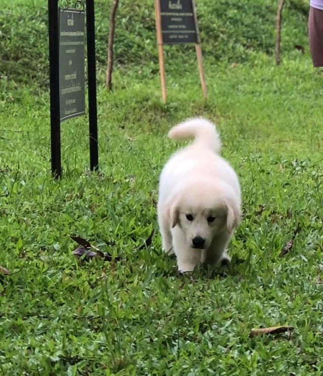 ลูกสุนัข White Golden Retriever หาบ้าน