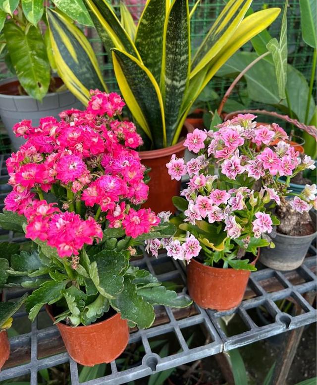 แบ่งขายกุหลาบหิน Kalanchoe blossfeldiana Poelln 1