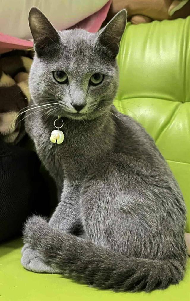 แมวรัสเซียน บลู/เพศผู้ นำเข้าจากเกาหลีใต้ มีเอกสารส่งออก+ฝังไมโครชิพ Russian Blue  Cat/Male Imported from South Korea with  export documents and