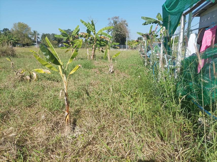 ขายที่ดิน 78ตร.ว. ต.สง่าบ้าน อ.ดอยสะเก็ด จ.เชียงใหม่ 5