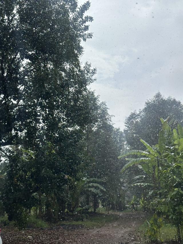 ขายด่วน! สวนทุเรียนหมอนทอง ต้นใหญ่ 7ปี+ จ.ชุมพร 2