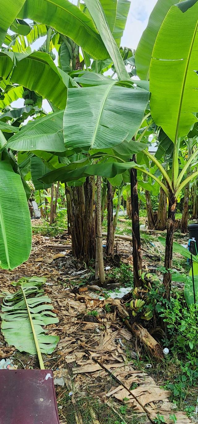 ที่ดิน 6