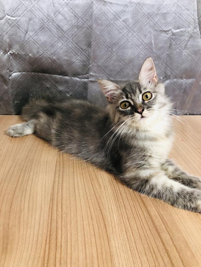 น้องแมวพันธุ์ หิมาลายันผสมชินชิล่า เพศหญิง 2