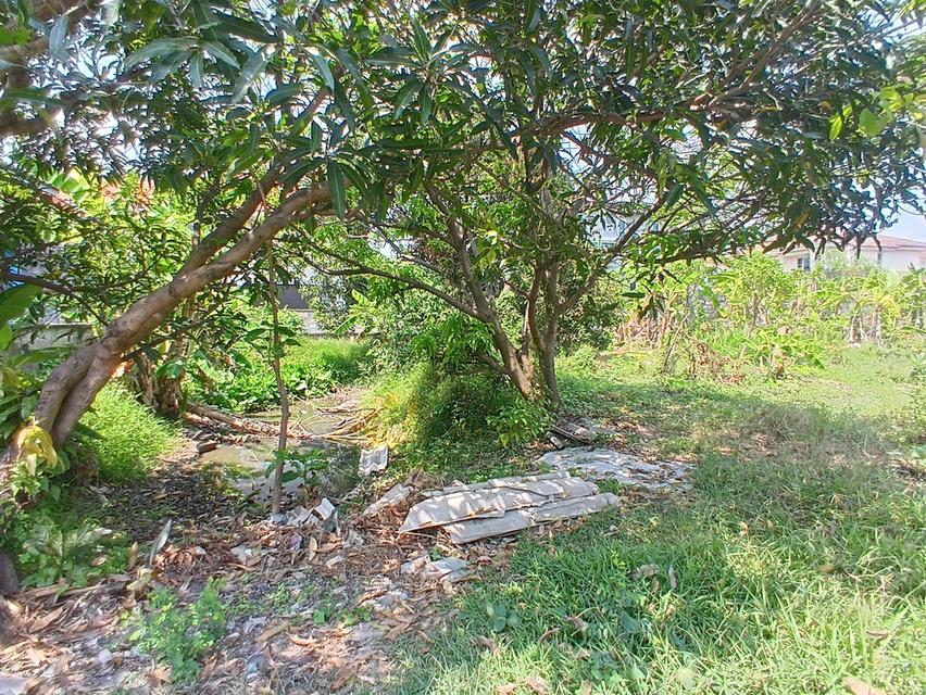 ขายที่ดิน 204 ตารางวาถมแล้ว ซอยแม่สำเนียง ตำบลเสาธงหิน อำเภอบางใหญ่ จังหวัดนนทบุรี 2