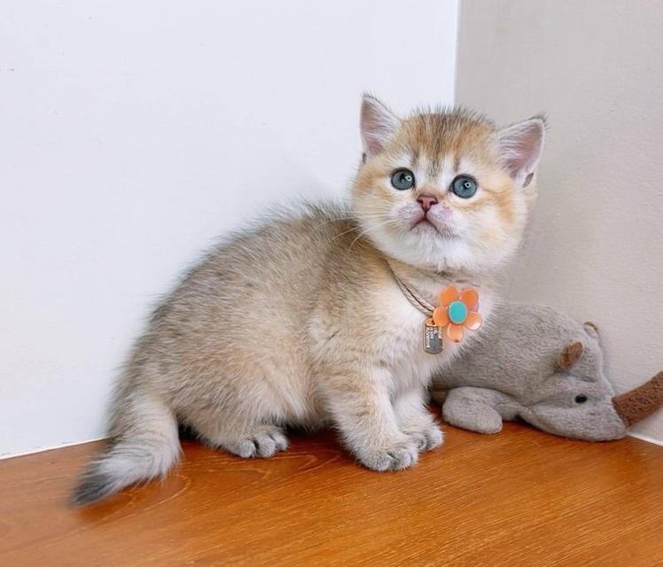 British Shorthair (ผู้หญิง) 3