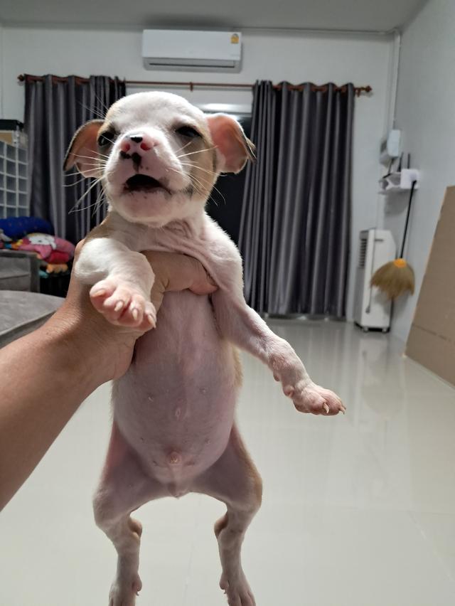 ลูกสุนัข 9