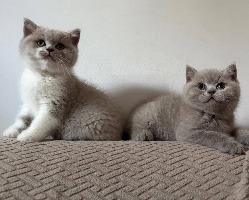 แมวบริติช ช็อตแฮร์ (British Shorthair) รูปที่ 3