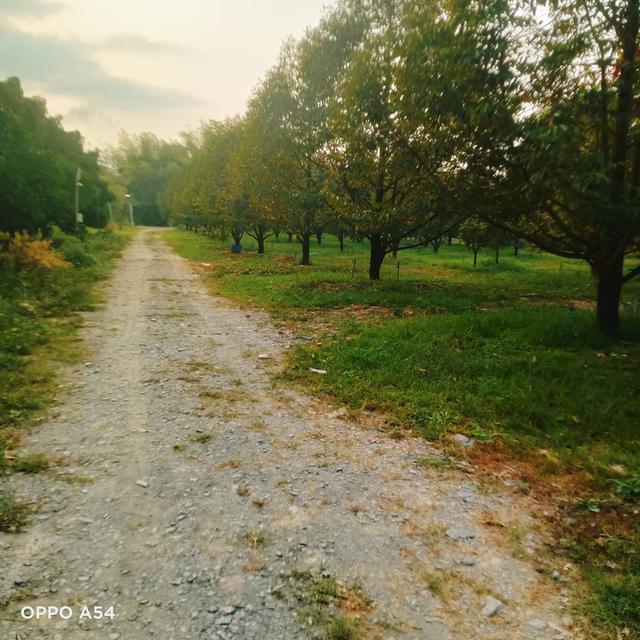 ขายสวนทุเรียน 4ไร่ พร้อมตัด 2