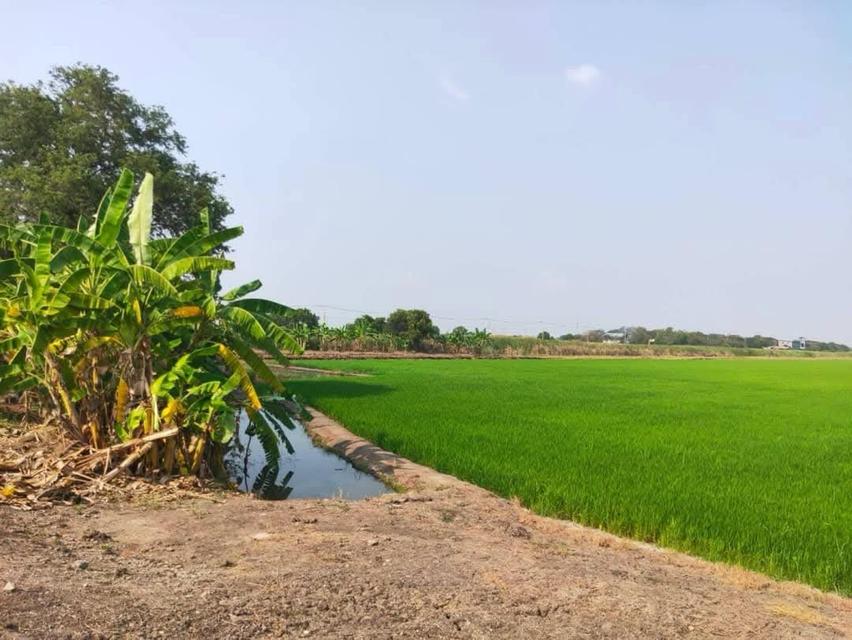 ที่ดิน นครปฐม 7 ไร่ 3 งาน 2