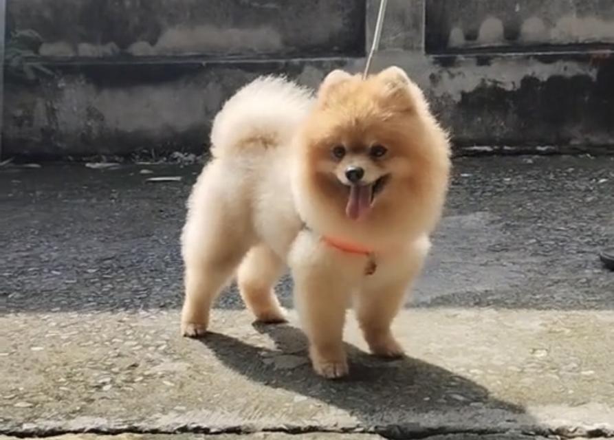 สุนัข ปอมเมอเรเนียน (พ่อพันธ์ แม่พันธ์ )