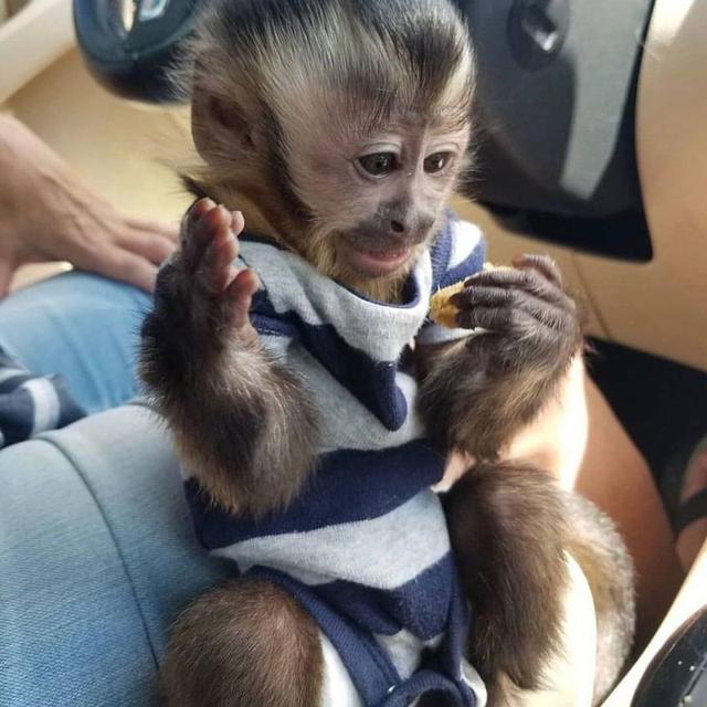 Capuchin Monkeys for Sale | WhatsApp me : +66 63 826 3042 รูปที่ 2