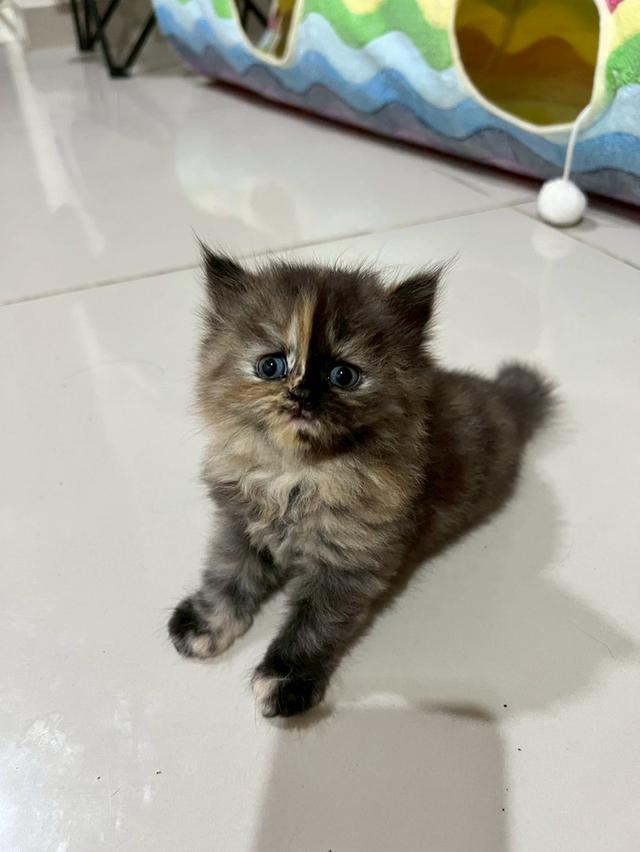 น้องแมว 7
