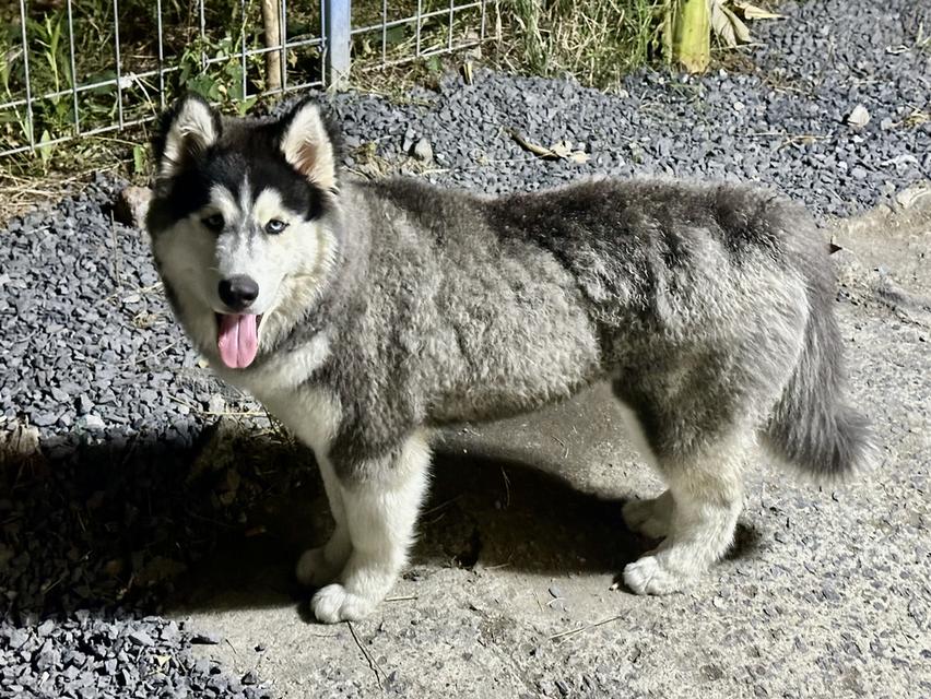 Siberian huskies looking for a home รูปที่ 3