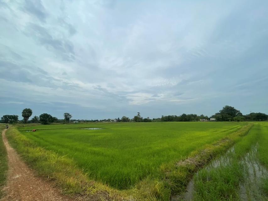 ขายที่ดินเปล่า ขนาด 24 ไร่ ทำเลทอง บรรยากาศร่มรื่น ใกล้แหล่งชุมชน ต.หัวสำโรง ฉะเชิงเทรา 10