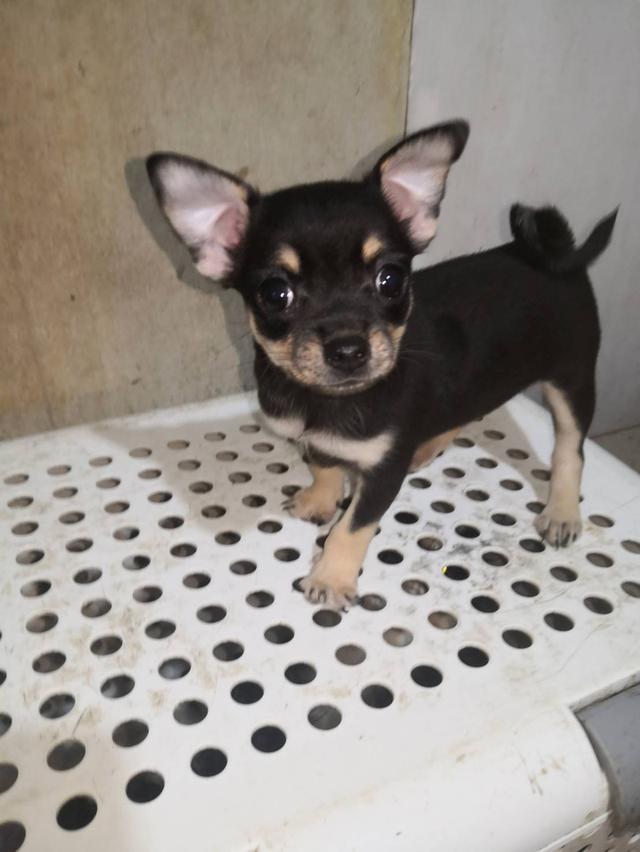 ลูกสุนัขชิวาว่า สีดำ เพศเมีย