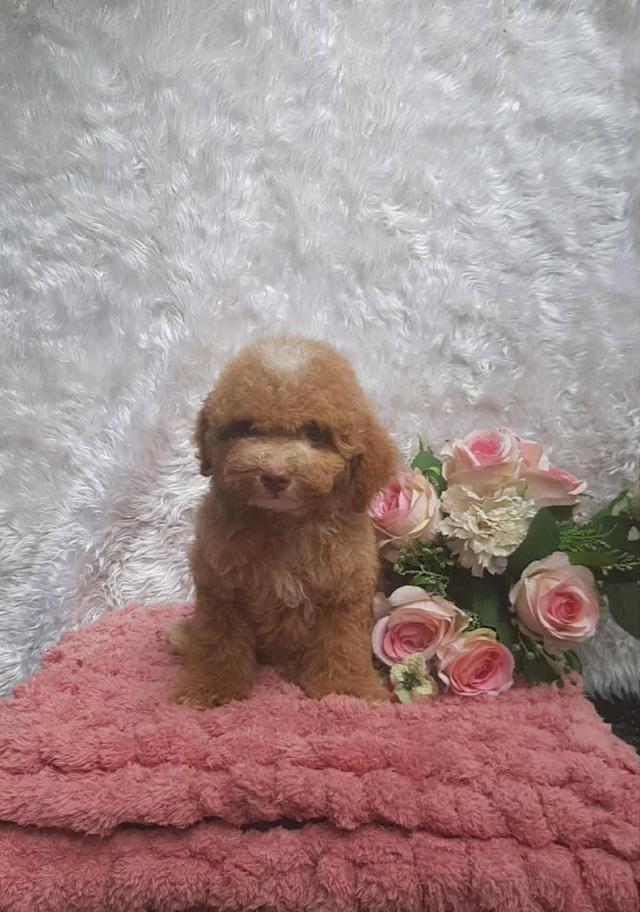 Poodle พุดเดิ้ลแท้ เพศชาย สีน้ำตาลทำวัคซีนเข็มแรก5โรค ถ่ายพยาธิ