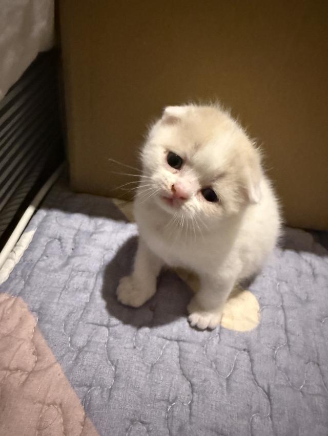 สัตว์เลี้ยง แมวสก็อตตีชโฟลด์ รูปที่ 13