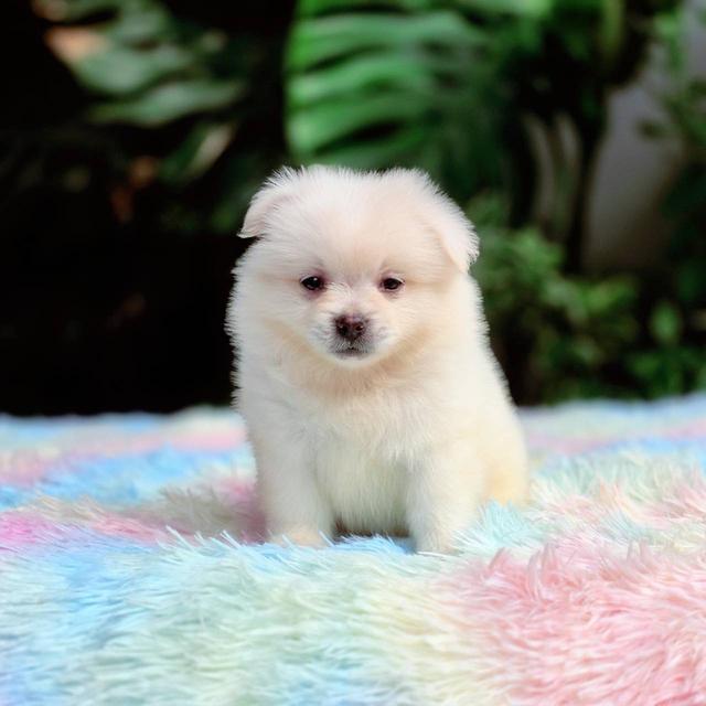 ปอมผสมชิวาวา เพศผู้ 3